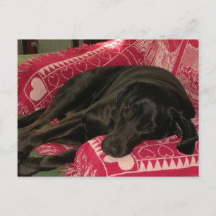 Cute Dog 'Wish You Were Here' Postcard