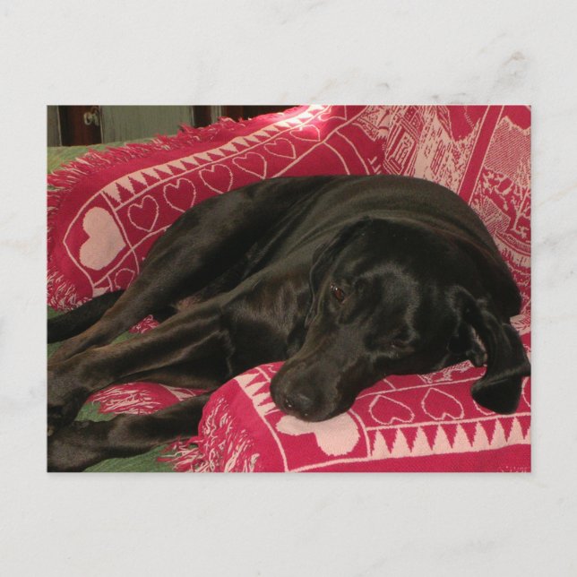 Cute Dog 'Wish You Were Here' Postcard (Front)