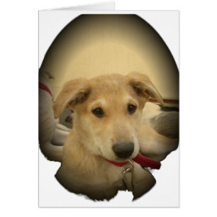 Cute Dogs and Puppies Mans second Best Friend.png