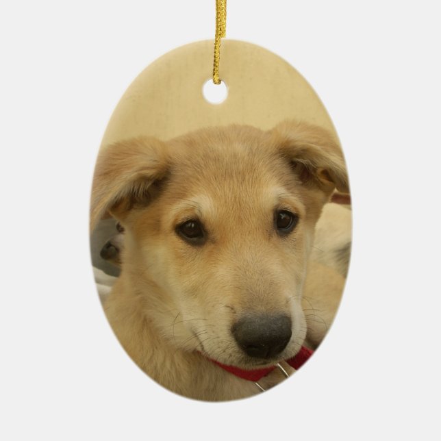 Cute Dogs and Puppies Mans second Best Friend.png Ceramic Ornament (Front)