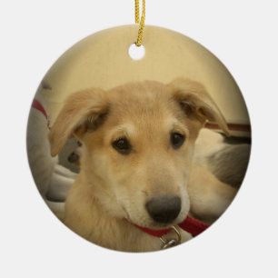 Cute Dogs and Puppies Mans second Best Friend.png Ceramic Ornament