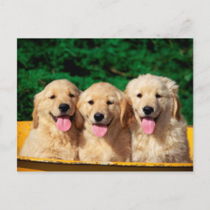 Cute dogs postcard
