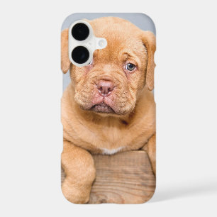 Cute Dogue De Bordeaux Puppy Dog