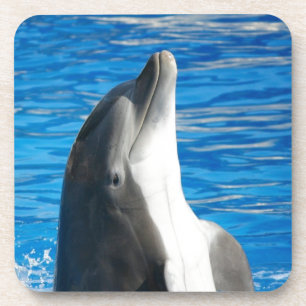 Cute Dolphin Beach Peace Love Party Destiny Coaster