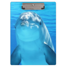 Cute Dolphin Marine Animal in Blue Sea