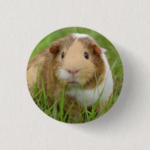 Cute Domestic Guinea Pig 1 Inch Round Button