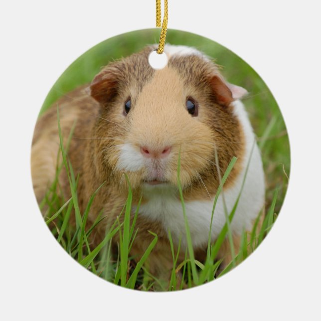 Cute Domestic Guinea Pig Ceramic Ornament (Front)