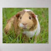 Cute Domestic Guinea Pig