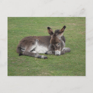 Cute donkey baby foal postcard