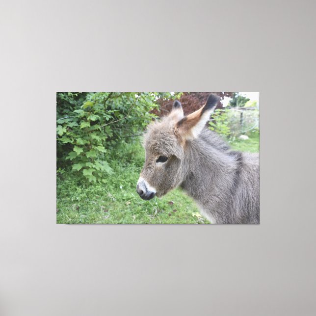 Cute Donkey Canvas Print (Front)