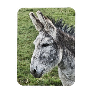CUTE DONKEY MAGNET