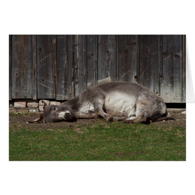 Cute Donkey Resting After A Sand Bath (Front Horizontal)