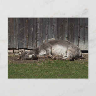 Cute Donkey Resting After A Sand Bath Postcard