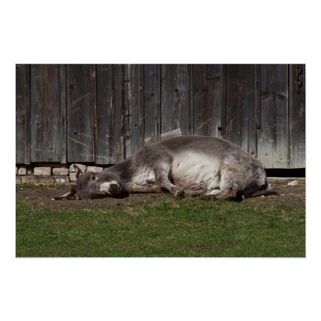 Cute Donkey Resting After A Sand Bath Poster (Front)