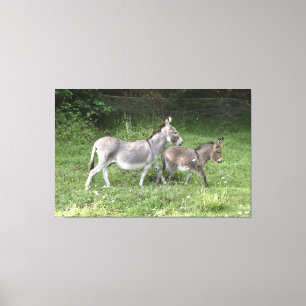 Cute Donkeys Canvas Print