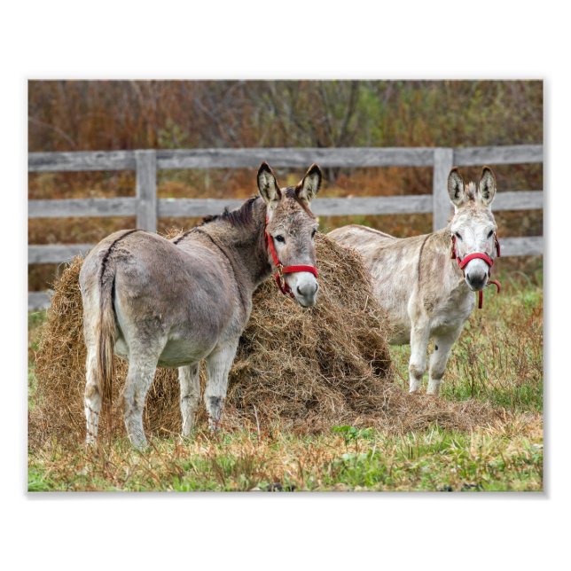 Cute Donkeys Photo Print (Front)