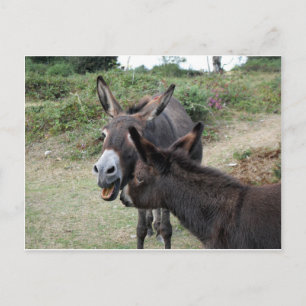 Cute Donkeys Yawning Postcard