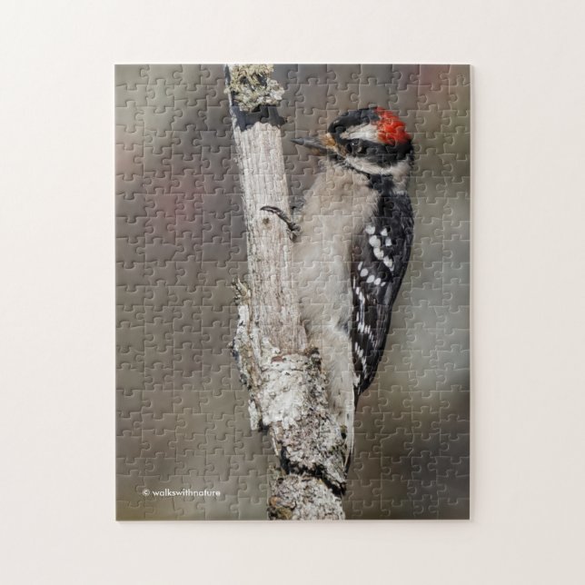Cute Downy Woodpecker Bird on Branch Jigsaw Puzzle (Vertical)