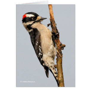Cute Downy Woodpecker on Fruit Tree