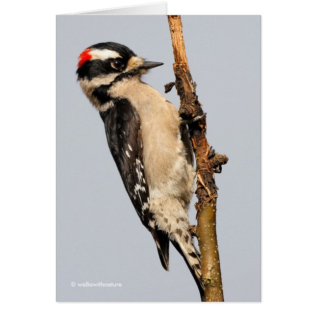 Cute Downy Woodpecker on Fruit Tree (Front)