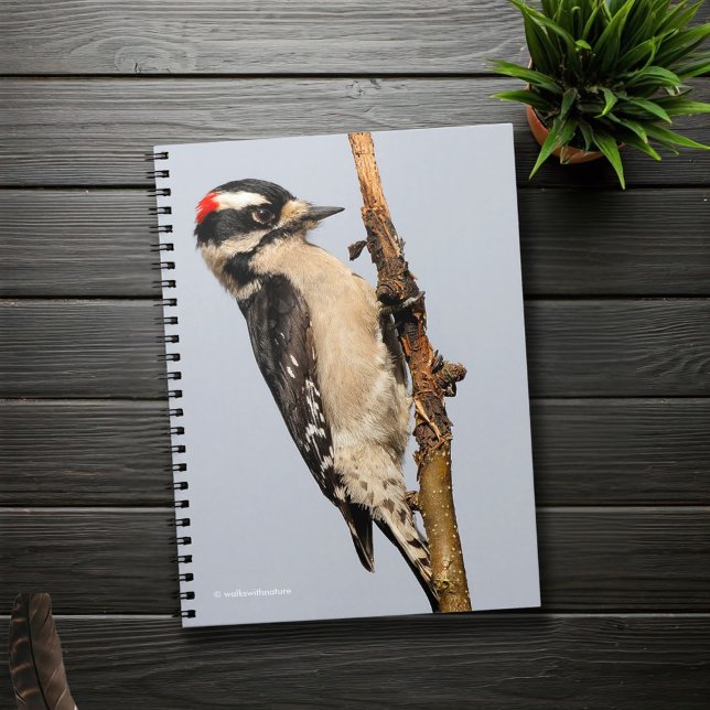 Cute Downy Woodpecker on Fruit Tree Notebook (Downy Woodpecker on a Pear Tree Branch Journal Cover Photo)
