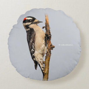Cute Downy Woodpecker on Fruit Tree Round Pillow