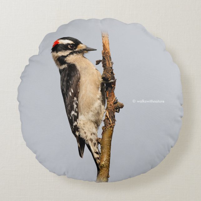Cute Downy Woodpecker on Fruit Tree Round Pillow (Front)