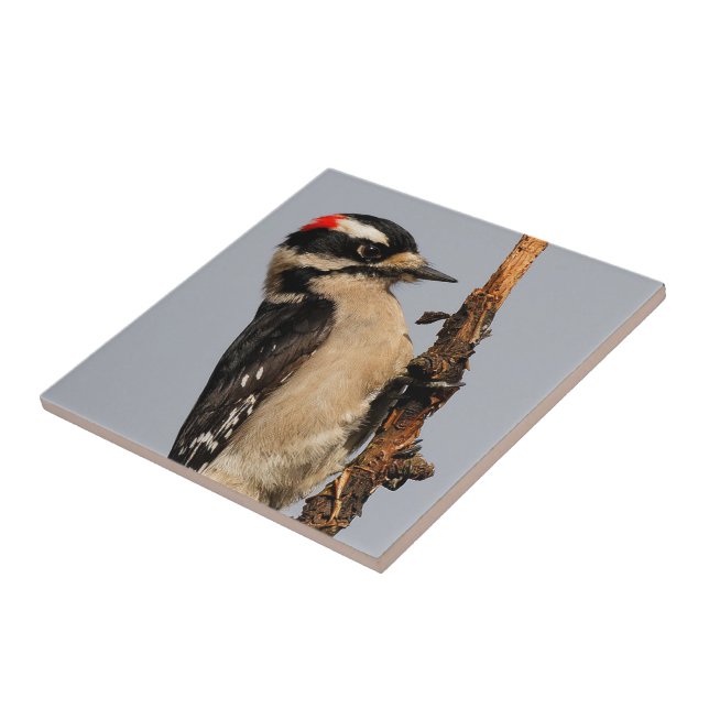 Cute Downy Woodpecker on Fruit Tree Tile (Side)