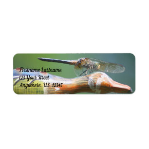 Cute Dragonfly Co Pilot Nature Adresse