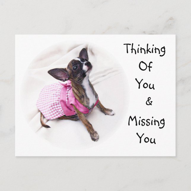 Cute Dressed Up Chihuahua Girl Postcard (Front)