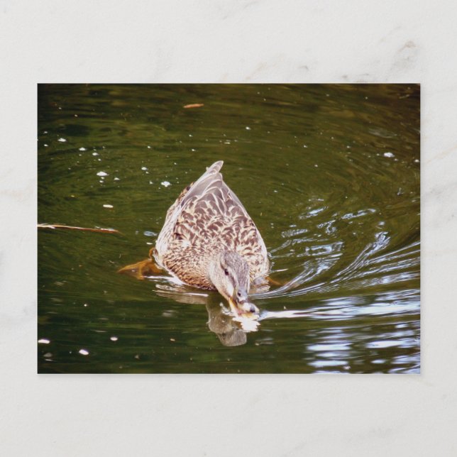 Cute Duck Feeding Postcard (Front)