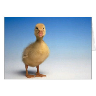 Cute Duckling Card