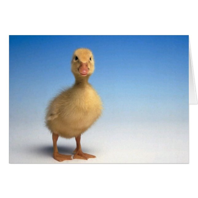 Cute Duckling Card (Front Horizontal)