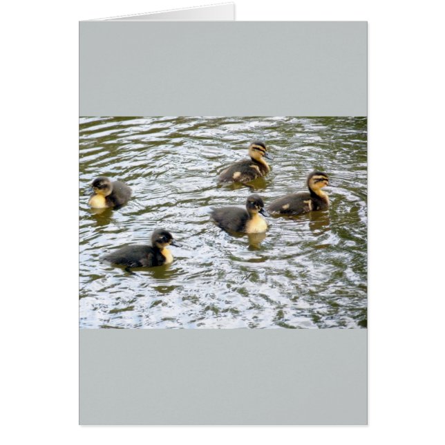 Cute Ducklings Swimming (Front)