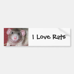 Cute Dumbo Rat Bumper Sticker