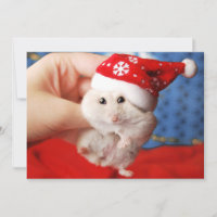 Cute dwarf hamster Tutku with Santa Claus hat