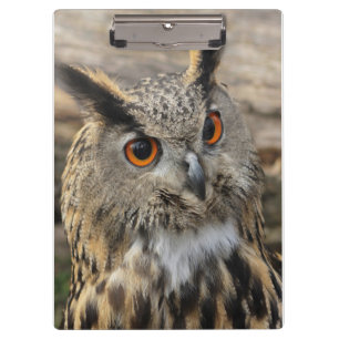 Cute eagle owl photography clipboard