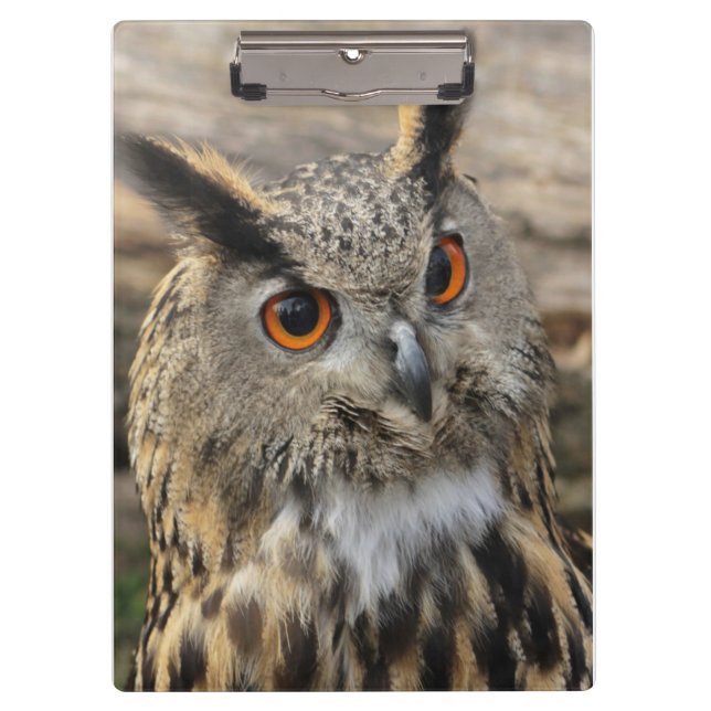 Cute eagle owl photography   clipboard (Front)