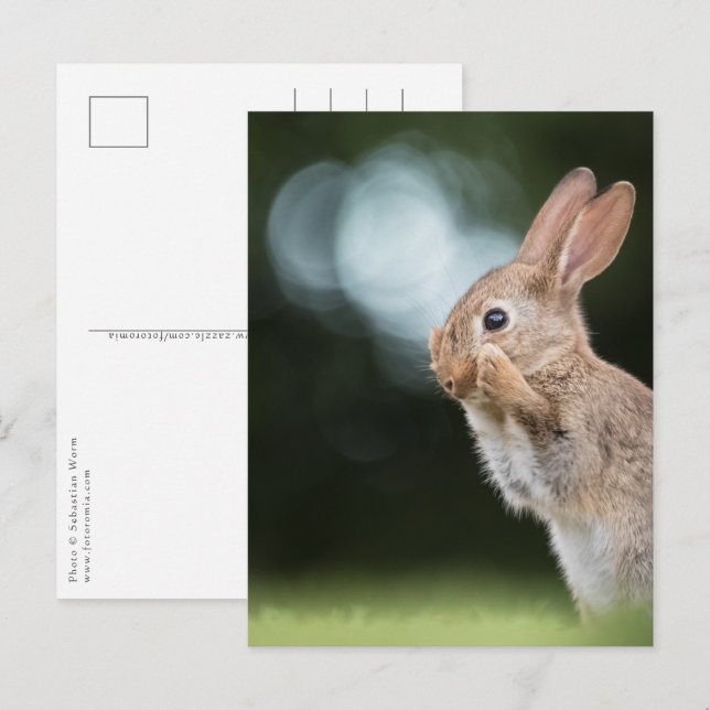 Cute Easter Bunny Photo Postcard (Front/Back)