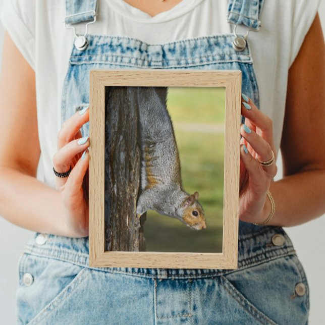 Cute Eastern Grey Squirrel on Tree Photo Print (In Situ Framed)