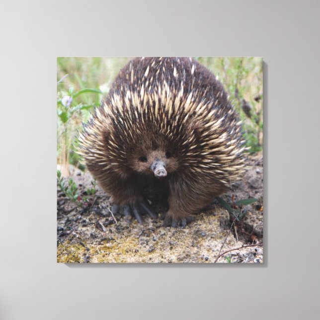 Cute Echidna from Australia Canvas Print (Front)