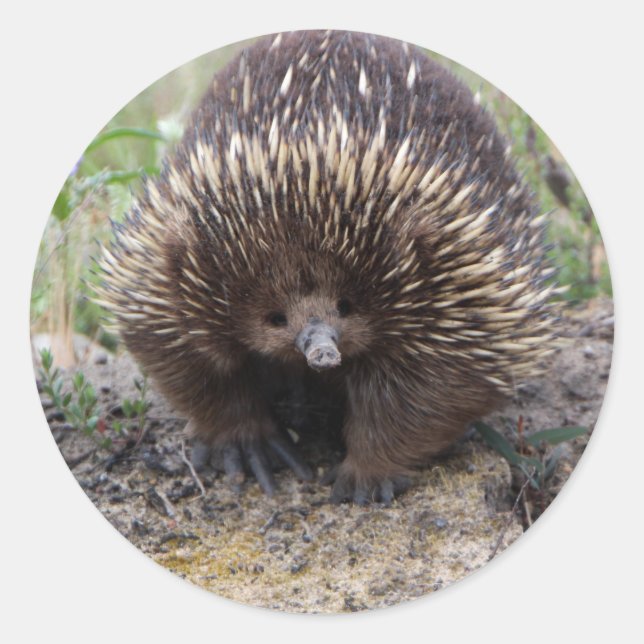 Cute Echidna from Australia Classic Round Sticker (Front)