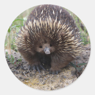 Cute Echidna from Australia Classic Round Sticker