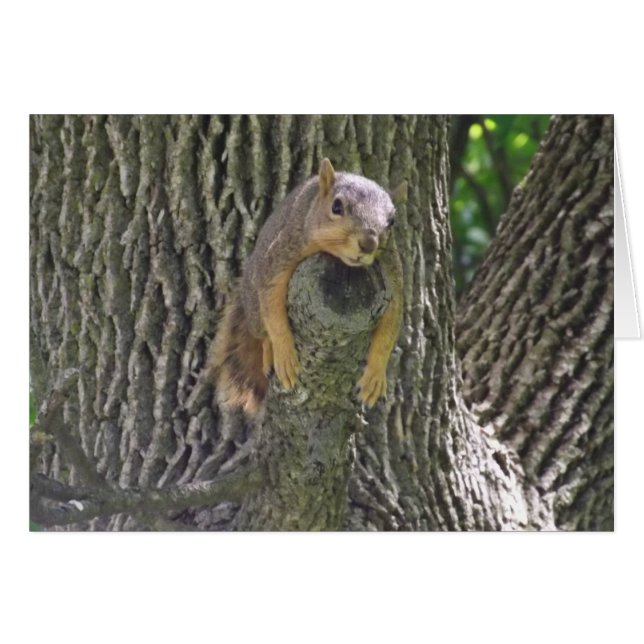 Cute écureuil dans Tree Lazy Carte de jour (Devant horizontal)