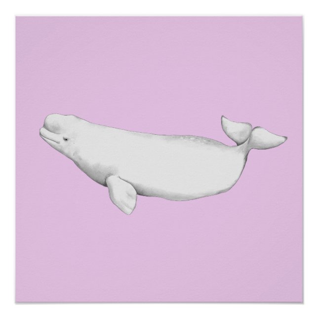 Cute Elegant Beluga Whale Book Illustration  Poster (Front)