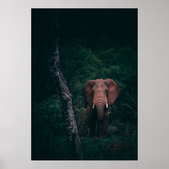 CUTE ELEPHANT POSTER (Front)