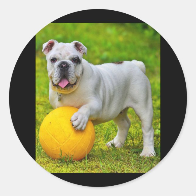 Cute English Bulldog Basketball Bulldog Lover Gift Classic Round Sticker (Front)
