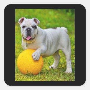 Cute English Bulldog Basketball Bulldog Lover Gift Square Sticker