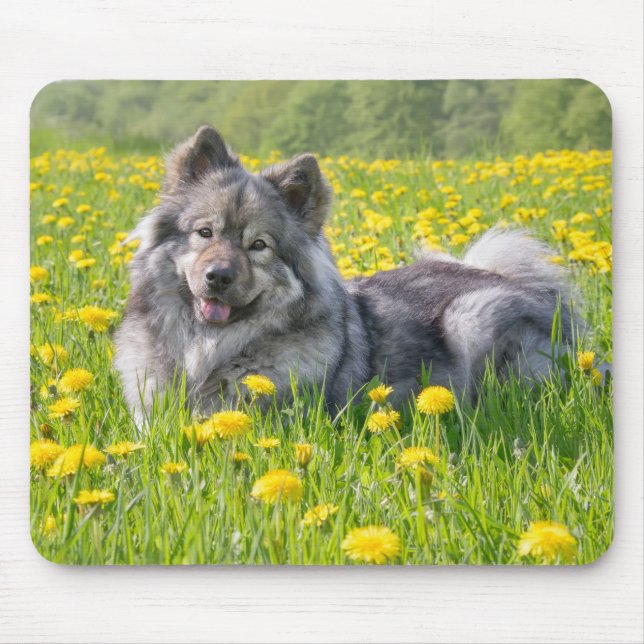 Cute Eurasier Dog in a Meadow Flowering Dandelions Mouse Pad (Front)