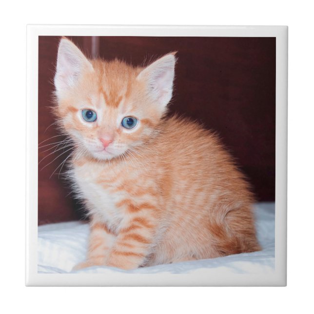 Cute Family Kitten Modern Minimalist Border Tile (Front)